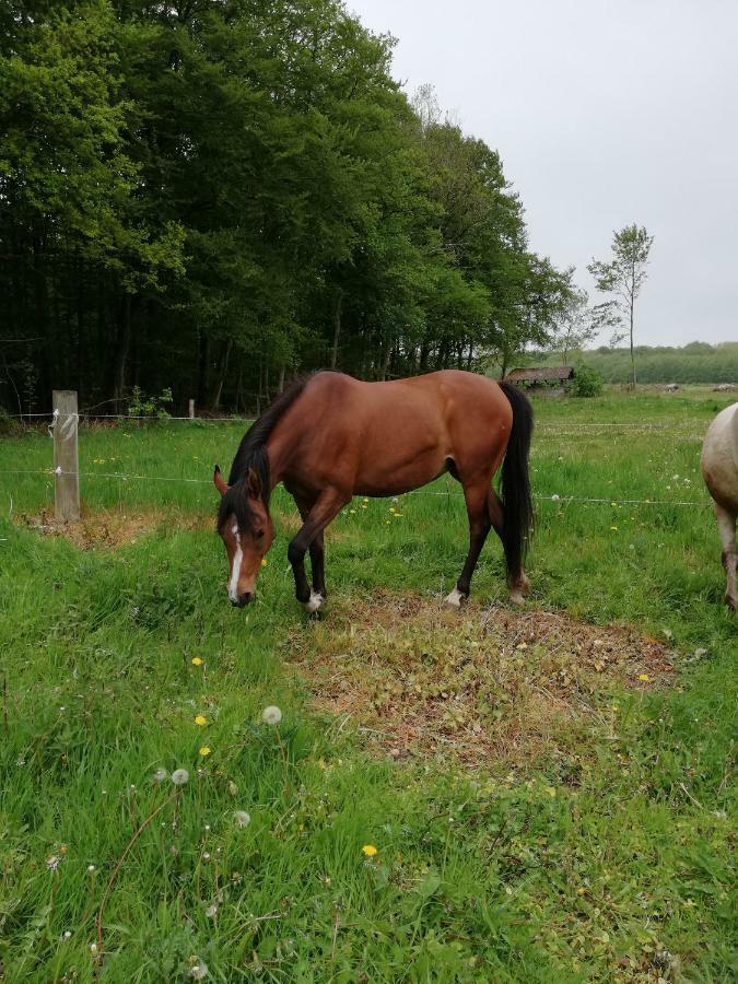 Ferienwohnung Tankefuld Living'S Horsefarm Svendborg Exterior foto